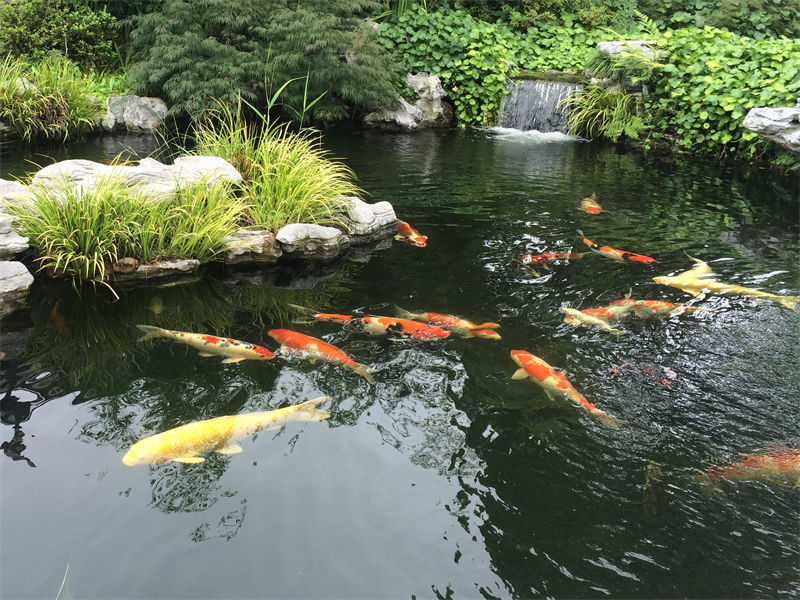 绍兴锦鲤鱼池