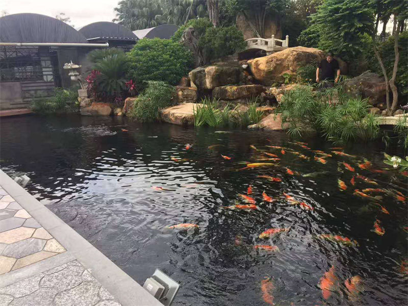 绍兴锦鲤鱼池